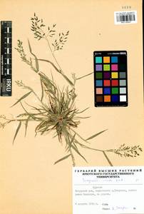 Eragrostis minor Host, Siberia, Baikal & Transbaikal region (S4) (Russia)
