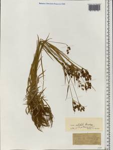 Luzula pallescens Sw., Eastern Europe, Northern region (E1) (Russia)