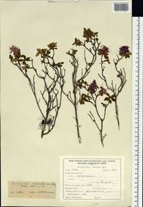 Rhododendron parvifolium Adams, Siberia, Baikal & Transbaikal region (S4) (Russia)