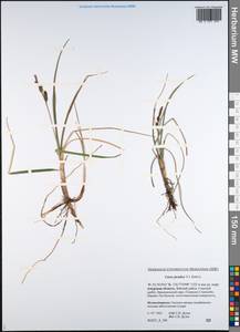 Carex jacutica V.I.Krecz., Siberia, Russian Far East (S6) (Russia)