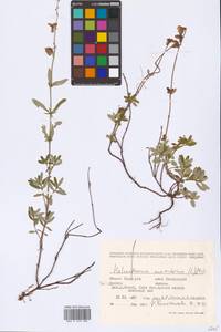 Helianthemum nummularium (L.) Mill., Eastern Europe, Eastern region (E10) (Russia)