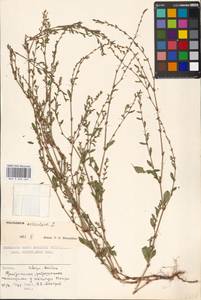 Polygonum aviculare L., Eastern Europe, Moscow region (E4a) (Russia)