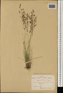 Agrostis vinealis Schreb., Mongolia (MONG) (Mongolia)