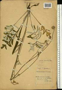 Jurinea cyanoides (L.) Rchb., Eastern Europe, Lower Volga region (E9) (Russia)