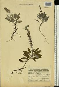 Veronica incana L., Eastern Europe, Central forest-and-steppe region (E6) (Russia)