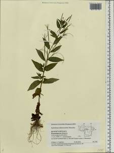 Epilobium ciliatum subsp. ciliatum, Eastern Europe, Central region (E4) (Russia)