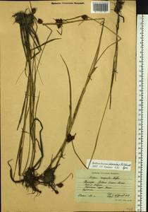 Bolboschoenus planiculmis (F.Schmidt) T.V.Egorova, Siberia, Russian Far East (S6) (Russia)