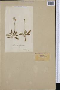 Primula farinosa L., Western Europe (EUR) (Switzerland)