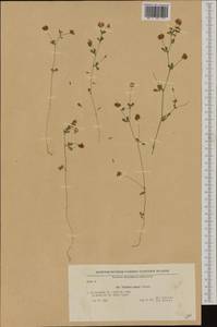 Trifolium patens Schreb., Western Europe (EUR) (Bulgaria)