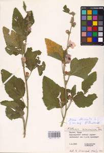 Althaea officinalis L., Eastern Europe, Lithuania (E2a) (Lithuania)