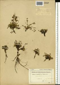 Artemisia borealis Pall., Eastern Europe, Northern region (E1) (Russia)