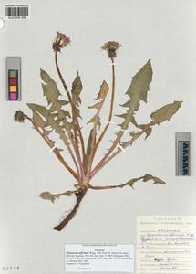 Taraxacum officinale Weber ex Wiggins, Siberia, Altai & Sayany Mountains (S2) (Russia)