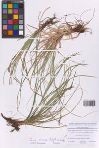 Carex rhizina Blytt ex Lindblom, Eastern Europe, Moscow region (E4a) (Russia)