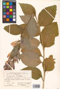 Campanula latifolia L., Eastern Europe, Moscow region (E4a) (Russia)