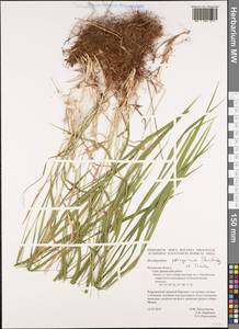 Brachypodium peregrinum Stanisl. & Tzvelev, Eastern Europe, Central region (E4) (Russia)