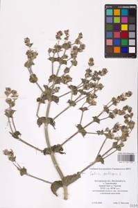 MHA 0 156 123, Salvia aethiopis L., Eastern Europe, Central forest-and-steppe region (E6) (Russia)