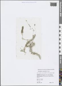 Utricularia intermedia Hayne, Siberia, Baikal & Transbaikal region (S4) (Russia)