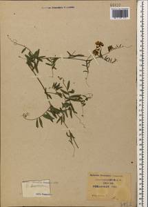Vicia cracca L., Caucasus, Krasnodar Krai & Adygea (K1a) (Russia)