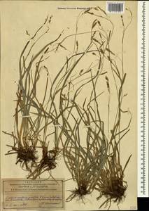 Carex sylvatica Huds., Caucasus, Azerbaijan (K6) (Azerbaijan)