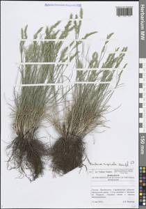 Festuca rupicola Heuff., Eastern Europe, Lower Volga region (E9) (Russia)