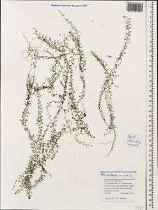 Utricularia minor L., Caucasus, Stavropol Krai, Karachay-Cherkessia & Kabardino-Balkaria (K1b) (Russia)