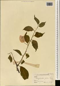 Bougainvillea glabra Choisy, South Asia, South Asia (Asia outside ex-Soviet states and Mongolia) (ASIA) (China)