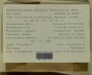 Hylocomiastrum pyrenaicum (Spruce) M. Fleisch. ex Broth., Bryophytes, Bryophytes - Karelia, Leningrad & Murmansk Oblasts (B4) (Russia)