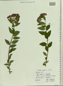 Spiraea japonica L. fil., Eastern Europe, Central region (E4) (Russia)