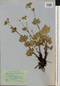 Ligusticum scoticum L., Eastern Europe, Northern region (E1) (Russia)