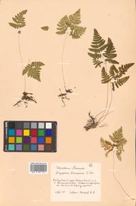 Gymnocarpium dryopteris (L.) Newman, Siberia, Russian Far East (S6) (Russia)