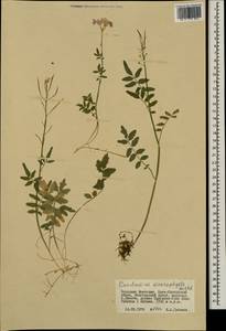 Cardamine macrophylla Willd., Mongolia (MONG) (Mongolia)