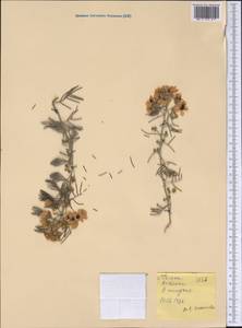 Magnoliopsida, America (AMER) (United States)