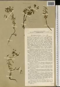 Euphorbia subcordata C.A.Mey. ex Ledeb., Eastern Europe, Lower Volga region (E9) (Russia)