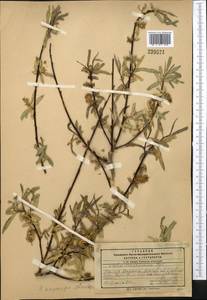 Salix pycnostachya Anderss., Middle Asia, Pamir & Pamiro-Alai (M2) (Tajikistan)