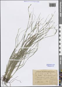 Carex remota L., Caucasus, Krasnodar Krai & Adygea (K1a) (Russia)