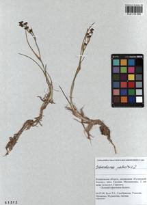 Scheuchzeria palustris L., Siberia, Altai & Sayany Mountains (S2) (Russia)