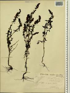 Odontites vulgaris Moench, Siberia, Western Siberia (S1) (Russia)