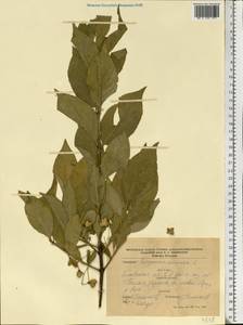 Euonymus latifolius (L.) Mill., Eastern Europe, North Ukrainian region (E11) (Ukraine)