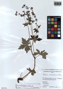 KUZ 000 301, Geranium albiflorum Ledeb., Siberia, Altai & Sayany Mountains (S2) (Russia)