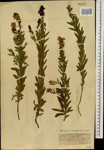 Linaria acutiloba Fisch. ex Rchb., Mongolia (MONG) (Mongolia)