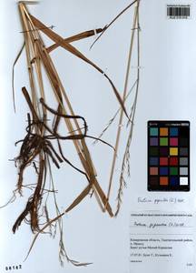 Lolium giganteum (L.) Darbysh., Siberia, Altai & Sayany Mountains (S2) (Russia)