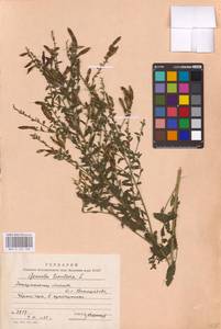 Genista tinctoria L., Eastern Europe, West Ukrainian region (E13) (Ukraine)