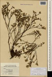 Limonium caspium (Willd.) Gams, Crimea (KRYM) (Russia)