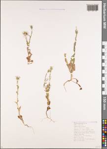 Picris pauciflora Willd., Caucasus, Krasnodar Krai & Adygea (K1a) (Russia)