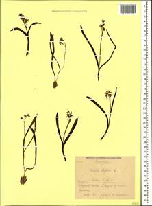 Scilla bifolia L., Caucasus, Krasnodar Krai & Adygea (K1a) (Russia)
