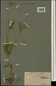 Scabiosa bipinnata C. Koch, Caucasus, Armenia (K5) (Armenia)