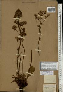 Limonium tomentellum (Boiss.) Kuntze, Eastern Europe, Central forest-and-steppe region (E6) (Russia)