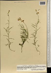 Linaria hepatica Bunge ex Ledeb., Mongolia (MONG) (Mongolia)