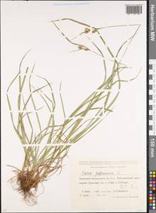 Carex pallescens L., Caucasus, Stavropol Krai, Karachay-Cherkessia & Kabardino-Balkaria (K1b) (Russia)