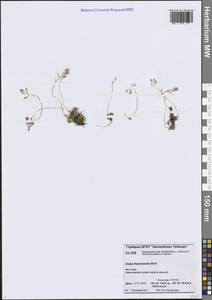 Draba fladnizensis Wulfen, Siberia, Central Siberia (S3) (Russia)